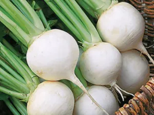 OSC Albino Beet Seeds - Packet