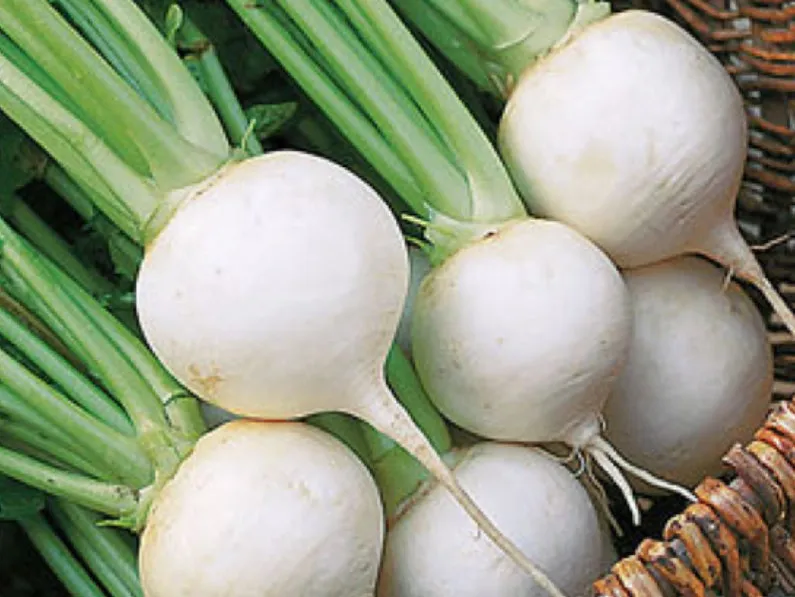 OSC Albino Beet Seeds - Packet