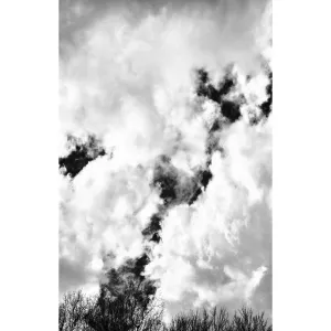 tree tops